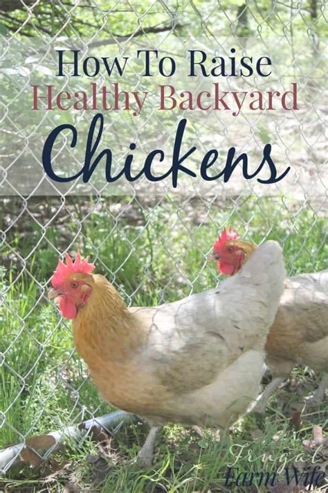 People in cities and suburbs all across the country are discovering the fun and benefits of raising their very own flock of chickens right in their yard. How To Raise Healthy Chickens In Your Backyard | The ...