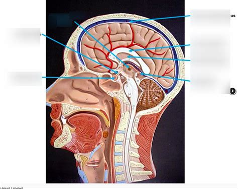 Human Head Anatomical Model Life Size Nasal Cavity Throat Brain Anatomy
