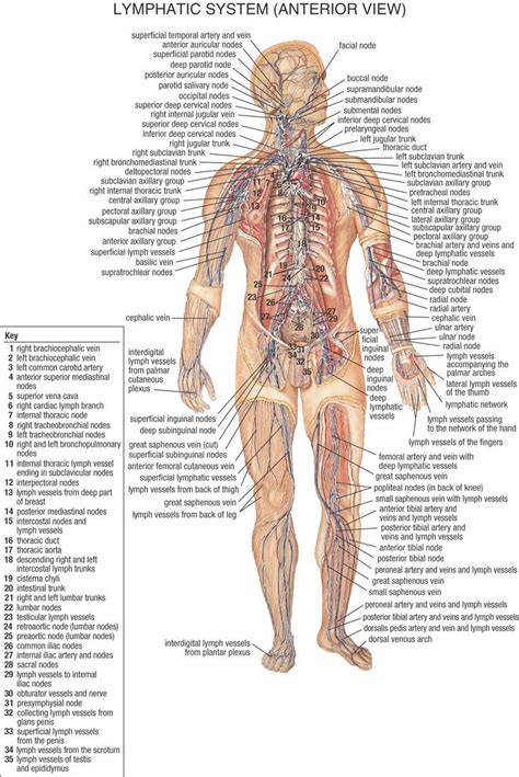 Female body measurements chart rome fontanacountryinn com. Female Lymphatic System Diagram . Female Lymphatic System ...