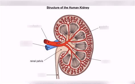 Human Excretory System Kidney Diagram Quizlet