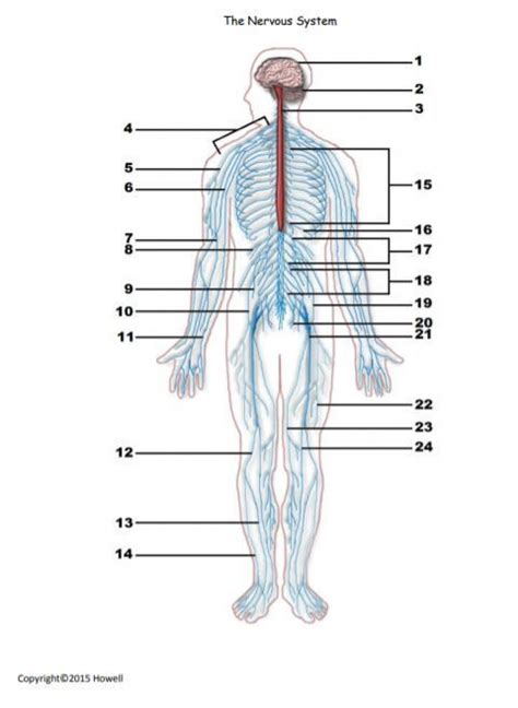 Nervous System Diagram Worksheet