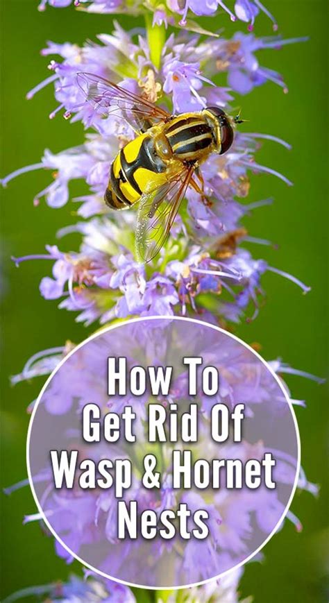 In eave peaks, behind shutters, under deck railings, in gas grills, swing sets, mailboxes, and light fixtures. How to Get Rid of Wasps & Hornets Around Your Home