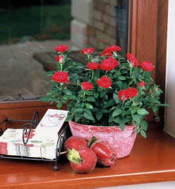 We did not find results for: Buy Roses 365 -Kordana®