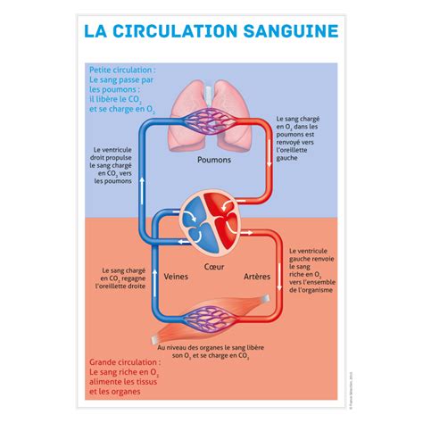 Affiche Anatomique Circulation Sanguine