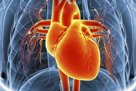 The Function Of The Heart Ventricles