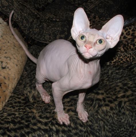 Cute Sphynx Kittens Photos