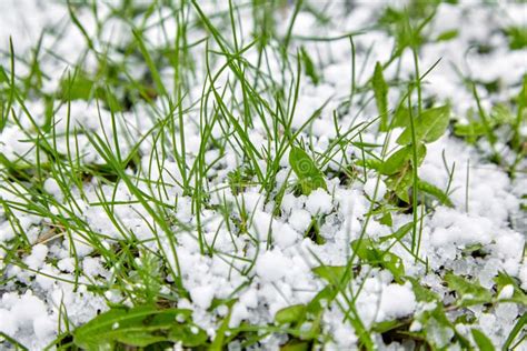Graupel Snow Pellets Or Soft Hail Texture Background Form Of