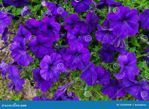 A Large Petunia Bush With Beautiful Purple Flowers Stock Photo Image