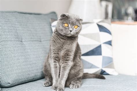 Scottish Fold Cat — Full Profile History And Care