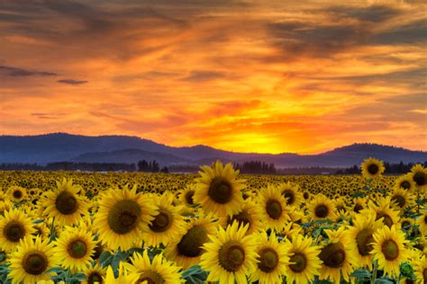 Mark Kiver Photography Washington State Sunflower Sunset