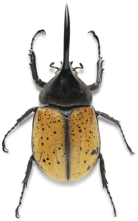 Different Types Of Beetles What Are Beetles Dk Find Out