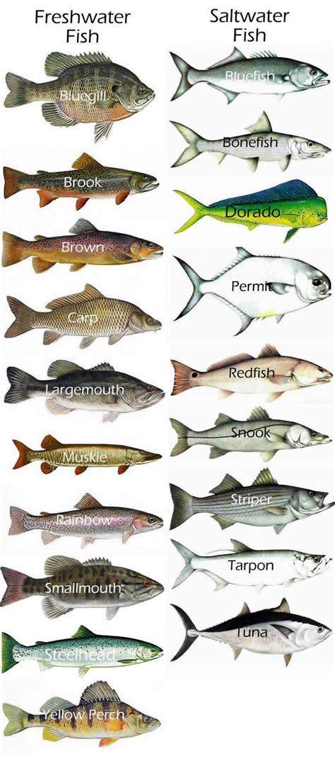 Really Great Fishing Tips Fishingtips Fish Chart Types Of Fish