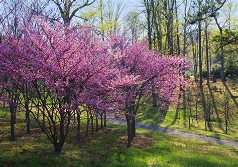 Garden And Patio 5 X Cercis Canadensis Forest Pansy Chinese Redbud Tree