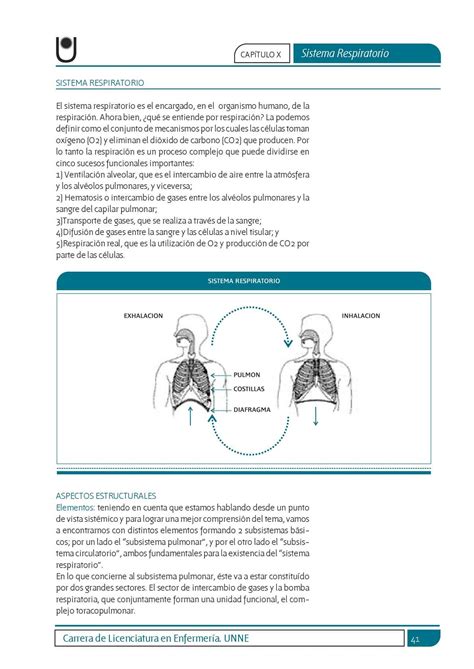 Calaméo El Sistema Respiratorio