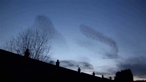 Starling Murmuration Spectacle Herefordshire Full Hd Youtube