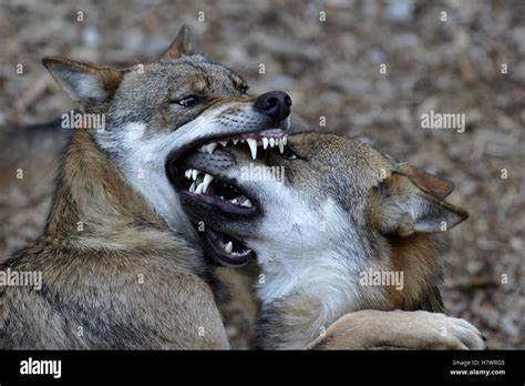 Gray Wolf Canis Lupus Biting Snout Of Submissive Individual Czech
