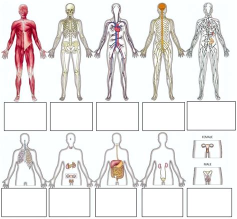 Human Body Systems Diagram Blank