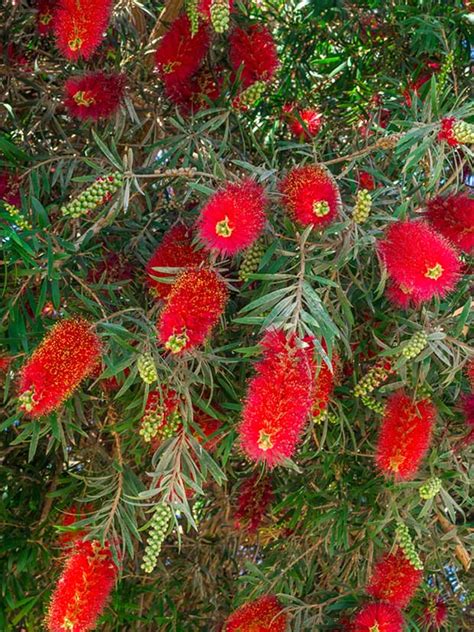 They like humid air and warm temperatures. 10 Stunning Red Flowering Shrubs | Tree with red flowers ...
