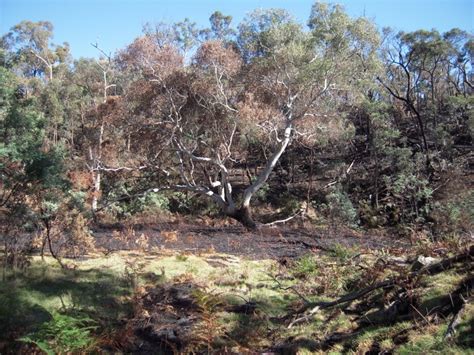 Tarilta Gorge Burned Off Washed Away Friends Of The Box Ironbark