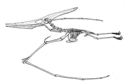 Pteranodon Cretaceous Flying Reptile Photograph By Science Source