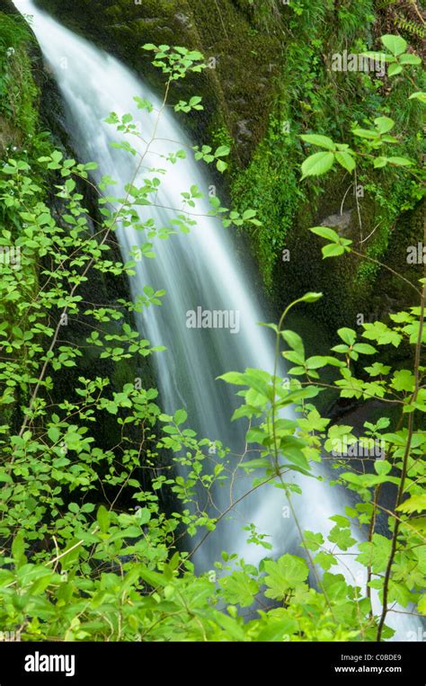 Waterfall Part Of Stock Ghyll Force Ambleside Cumbria Uk The Lake