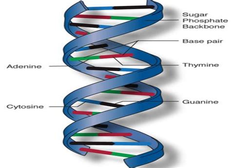 Double Helical Structure Of Dna Courtesy Download