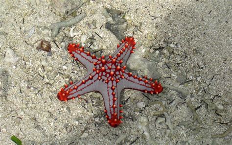 Whats Killing The Starfish Scientists Need More Clues Nbc News
