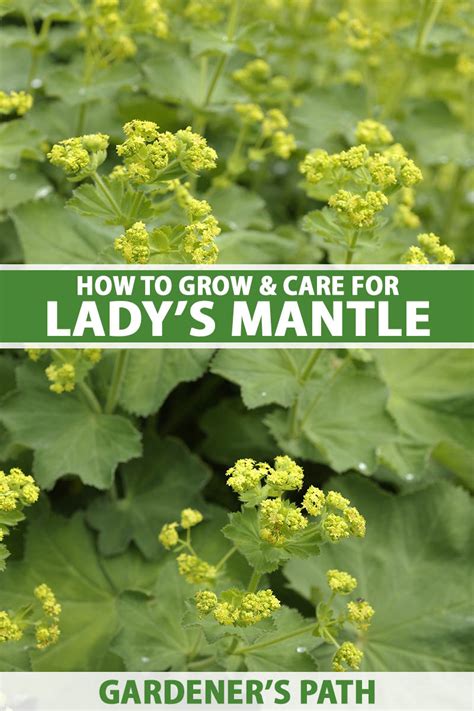 How To Grow And Care For Ladys Mantle Alchemilla Mollis