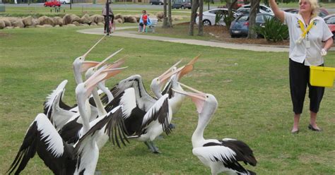 Pelican Park Accessible Parks And Travel North Brisbane