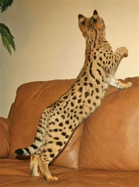 We provide all kinds of resources from what types of food. F1 Savannah Cat | F1 Queens | Select Exotics