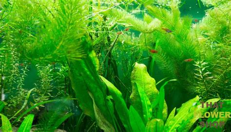Depending on their appearance, tenderness of the stem, growing habits, height and the overall life cycle, plants are classified into various groups. All You Need to Know About Aquatic Plants: Types of Water ...