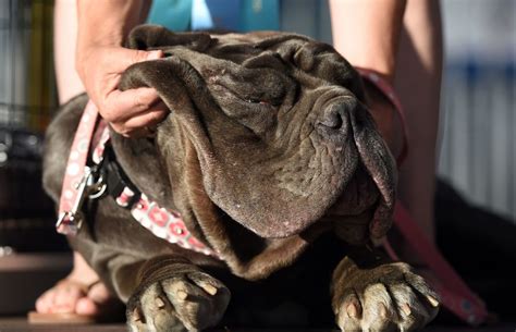 これが世界で一番醜い犬。ぶよぶよのほっぺたがたまらない（画像） Huffpost Japan