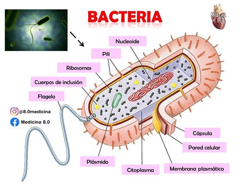 Bacteria Pared Celular Membrana Plasm Tica C Lulas Procariotas