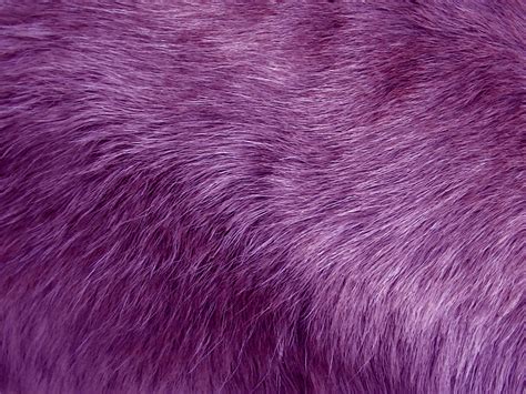 Purple Fur Background Free Stock Photo - Public Domain Pictures