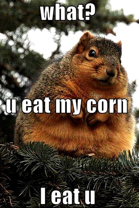 Funny Image Gallery: Really Funny Animal Pictures