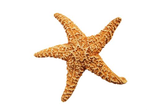 Download Starfish Dried Png Image For Free