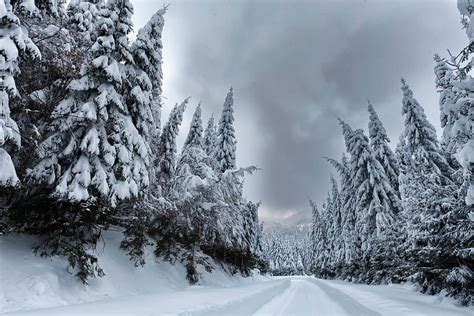 Magnificent Forest Bulgaria Love The Bend Of The Trees Deep Snow