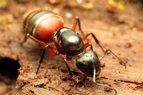 The first is to make sure that there is a positive identification. Carpenter Ant Treatment & Carpenter Ant Extermination in ...