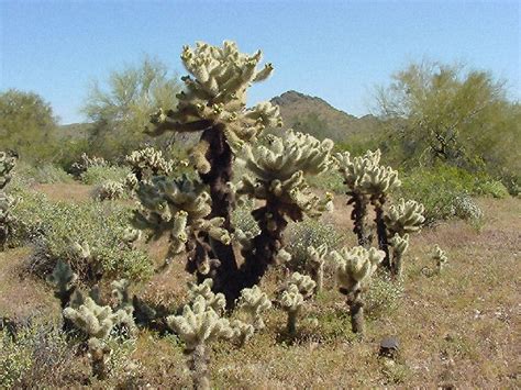 Some have spiny tips on their leaves and look more like cacti than many true cacti do. Jumping Cholla - Infy world