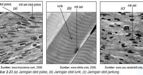 Jaringan otot terdiri dari jaringan otot lurik, otot jantung, dan otot polos. Jaringan.otot Dibagi Menjadi 3 Yaitu : Otot Lurik ~ DETIK BIOLOGI / Fungsinya sebagai stasiun ...
