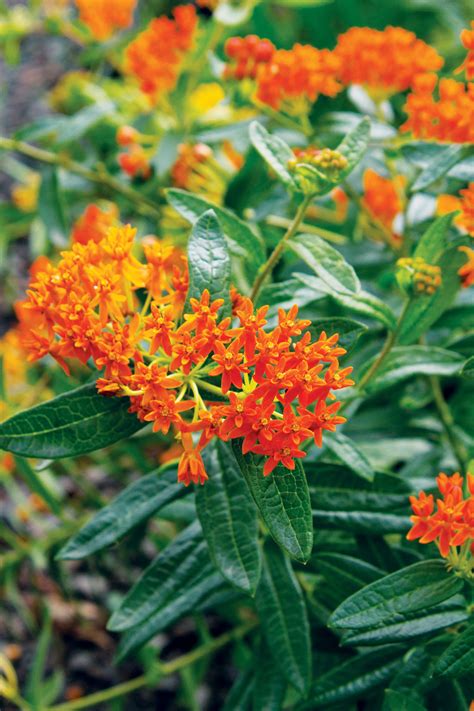 Maybe you would like to learn more about one of these? Best Flowers for Bees & Butterflies - Sunset - Sunset Magazine