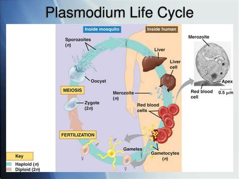 Life Cycle Of Plasmodium Ncert