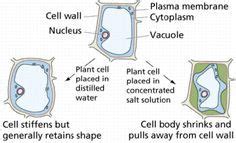 Plant phys chapter 1 and 10 review questions 1) in a hypotonic solution an animal cell will 2) ions diffuse across membranes down their 3) 27a plant's leaf cell can be distinguished from other cells by the large number of _____ it contains. How different solutions affect plant cells- cell transport ...