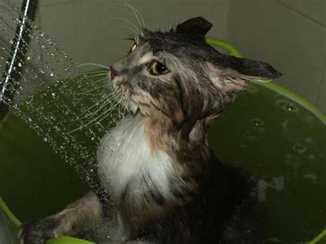 Cats That Love Water 3