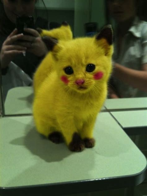 Pikachu Cat Pictures Photos And Images For Facebook Tumblr Pinterest And Twitter