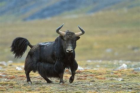 Yak Animals | Interesting Facts & Latest Pictures | All Wildlife