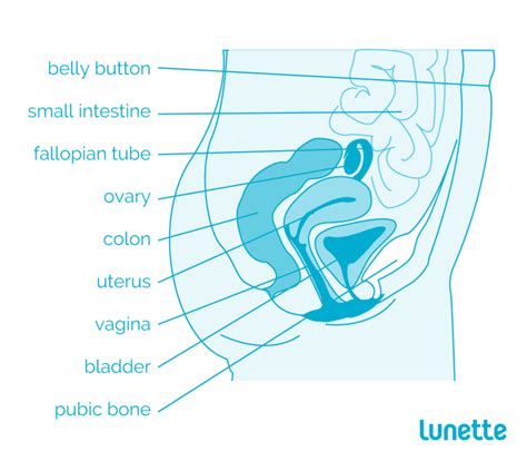 The key to getting the perfect glutes is working your glute muscles with compound women's glute exercises. Female Anatomy - Reproductive System and Vagina Diagram - Lunette UK
