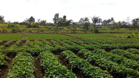∙ promo pengguna baru ∙ kurir instan ∙ bebas ongkir ∙ cicilan 0%. jual tanah murah di bogor 15 menit dari kampus IPB kampung ...