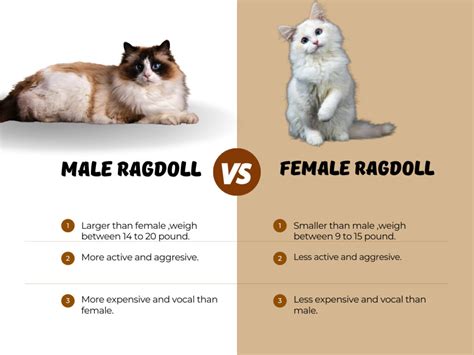 Male Vs Female Ragdoll Cats What Is The Difference Cat Queries