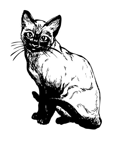 Siamese Cat Illustration Clipart Free Stock Photo Public Domain Pictures